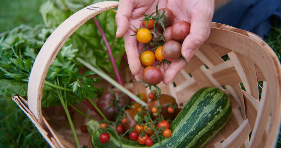 Eco-Gardening-Haven