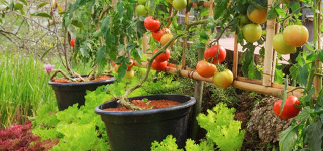 Organic Vegetables